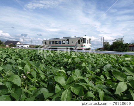 Amagi Railway Soybean Field Amagi Railway Soybean Field 79518699