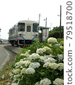 Amagi Railway Hydrangea 79518700