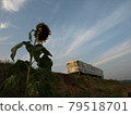 Amagi Railway Sunflower 79518701