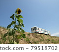 Amagi Railway Sunflower 79518702
