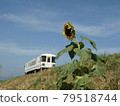 Amagi Railway Sunflower 79518744
