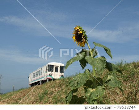 Amagi Railway Sunflower Amagi Railway Sunflower 79518744