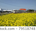 Amagi Railway Rape blossoms 79518748