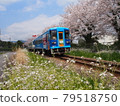 Amagi Railway Sakura 79518750