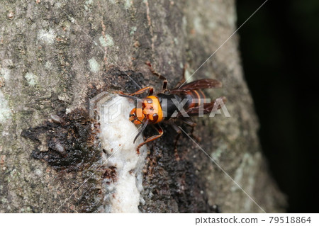 Vespa analis licking sap Vespa analis licking sap 79518864