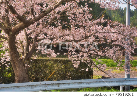Cherry blossoms along the street 79519261