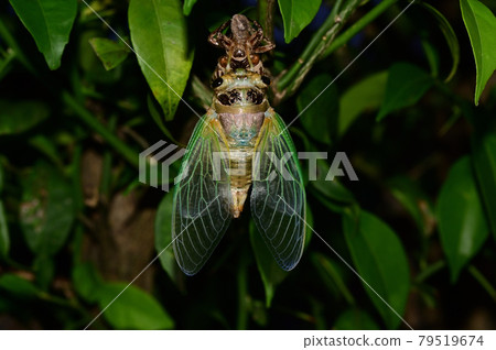 Emergence of cicada 79519674