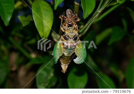 Emergence of cicada Emergence of cicada 79519676