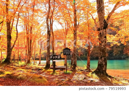 Dokko swamp of autumn leaves Dokko swamp of autumn leaves 79519993