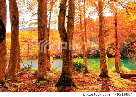 Dokko swamp of autumn leaves Dokko swamp of autumn leaves 79519994