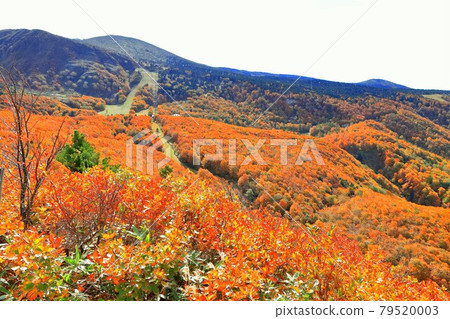 Yamagata Zao Ski Resort in autumn colors Yamagata Zao Ski Resort in autumn colors 79520003