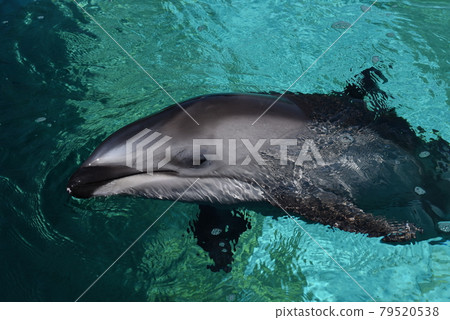 能登島水族館海豚 79520538