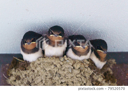 Swallow's chick Swallow's chick 79520570