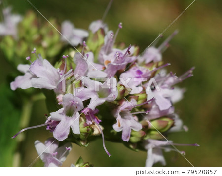 Oregano Oregano 79520857