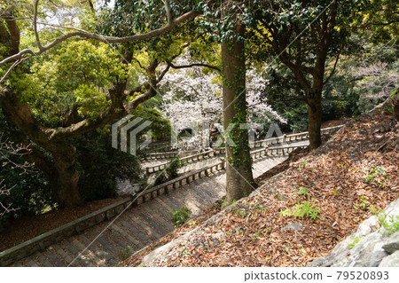 [Shizuoka Prefecture] Kunozan Toshogu Shrine 79520893