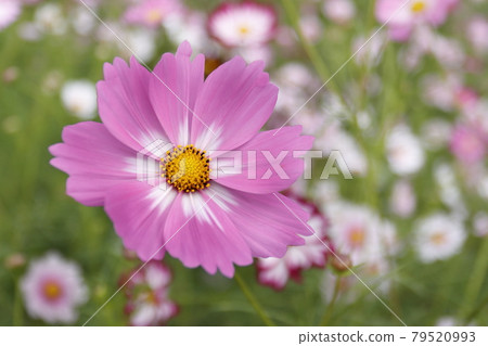 Cosmos Cosmos 79520993