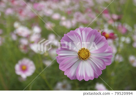 Cosmos 79520994