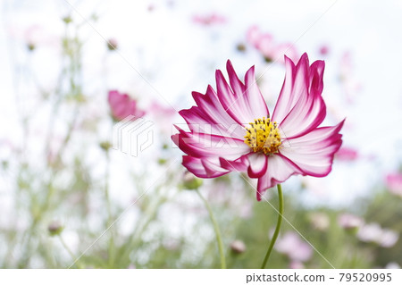 Cosmos 79520995