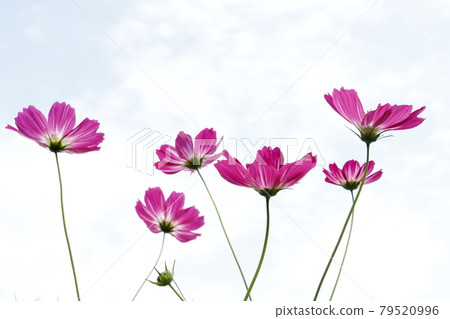Cosmos 79520996