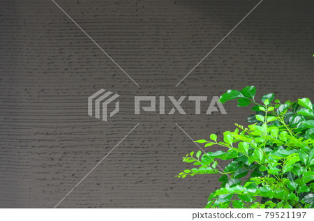 Nurikabe and fresh green (horizontal) 79521197