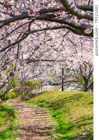 Row of cherry blossom trees in spring Row of cherry blossom trees in spring 79521481