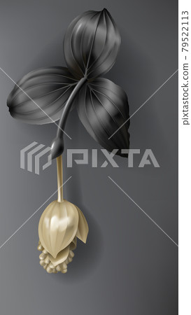Tropical black and gold medinilla flower on dark Tropical black and gold medinilla flower on dark 79522113