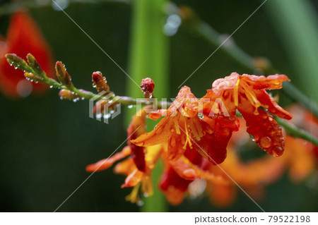 Himehiga giusensen flowers Himehiga giusensen flowers 79522198
