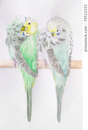 虎皮鸚鵡對護理很著迷 虎皮鸚鵡對護理很著迷 79522355