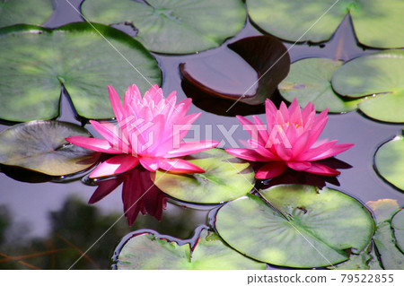 Janohana Amusement Park / Water Lily (Motomiya City, Fukushima Prefecture) 79522855