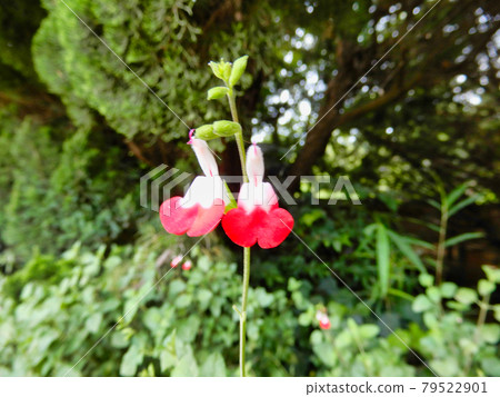 Hot Lips flowers 79522901
