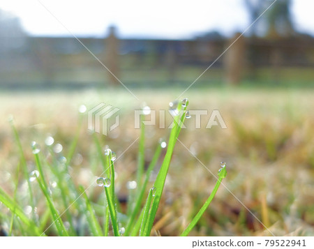 晨露和公園 79522941