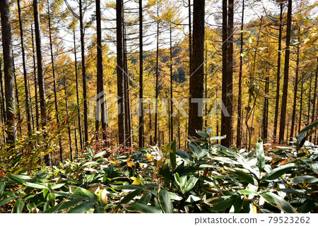 Yellow leaves of larch 79523262