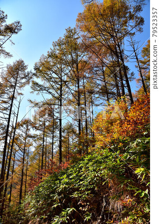 Yellow leaves of larch 79523357