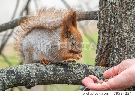 A squirrel in the spring or autumn eats nuts from a human hand. Eurasian red squirrel, Sciurus vulgaris A squirrel in the spring or autumn eats nuts from a human hand. Eurasian red squirrel, Sciurus vulgaris 79524224