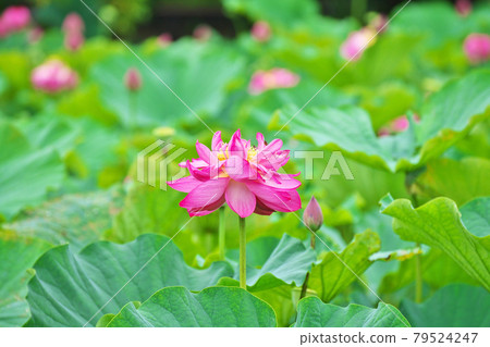 與雨滴的紅色麻煩花 79524247