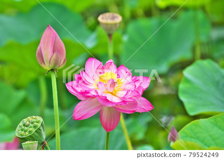 與雨滴的紅色麻煩花 與雨滴的紅色麻煩花 79524249