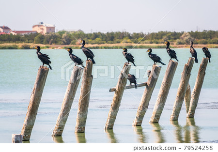 A flock of cormorants sits on a old sea pier 79524258