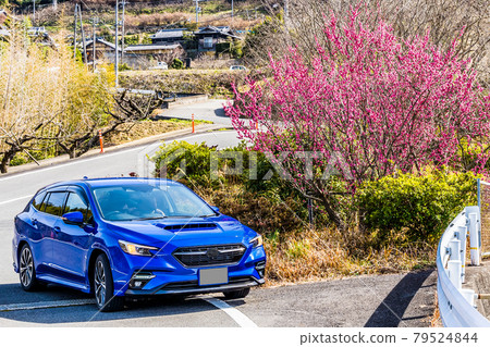 A blue passenger car that stops in front of the plum blossoms. At the Kinokawa Fruit Line in Wakayama Prefecture A blue passenger car that stops in front of the plum blossoms. At the Kinokawa Fruit Line in Wakayama Prefecture 79524844