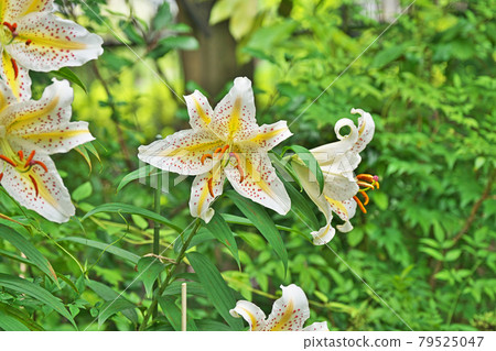 Large golden-rayed lily flower Large golden-rayed lily flower 79525047