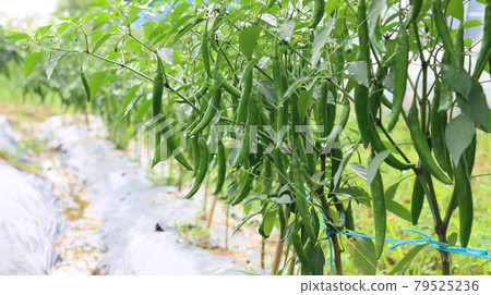 A farmer's field of peppers near Yeonchip Theme Park in Siheung-si 79525236
