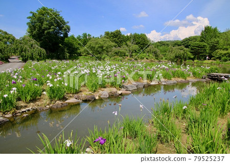 綠水園/鳶尾花（福島縣/郡山市） 79525237