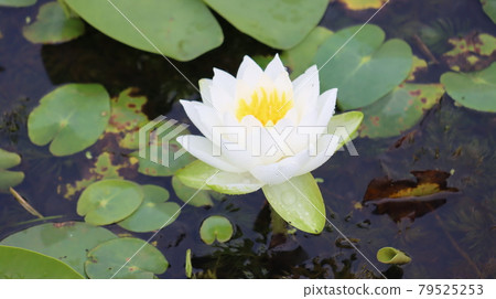 Beautiful and colorful lotus flowers in calm water at the lotus theme park in Siheung-si 79525253