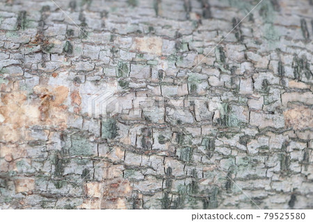 a surface of an old wood for natural background a surface of an old wood for natural background 79525580