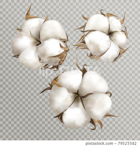 Realistic cotton flowers ripe opened boll seed 79525582