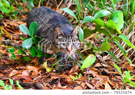 Kijitora cat sitting on the ground and looking at you 79525874
