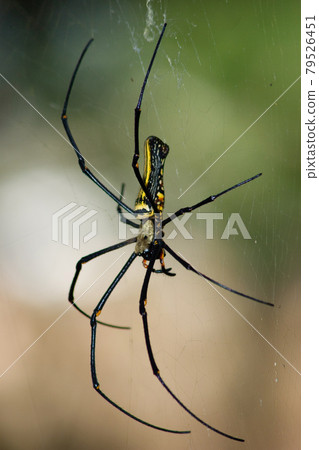 Large spider on web , Golden Silk Orb weaver 79526451