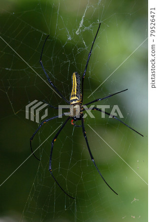 Large spider on web , Golden Silk Orb weaver Large spider on web , Golden Silk Orb weaver 79526471
