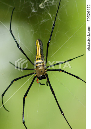Large spider on web , Golden Silk Orb weaver Large spider on web , Golden Silk Orb weaver 79526472