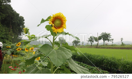 Sunflower flowers and nature near Siheung Lotus Theme Park Sunflower flowers and nature near Siheung Lotus Theme Park 79526527
