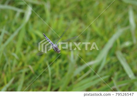 Orthetrum albisum flying in the rain 79526547